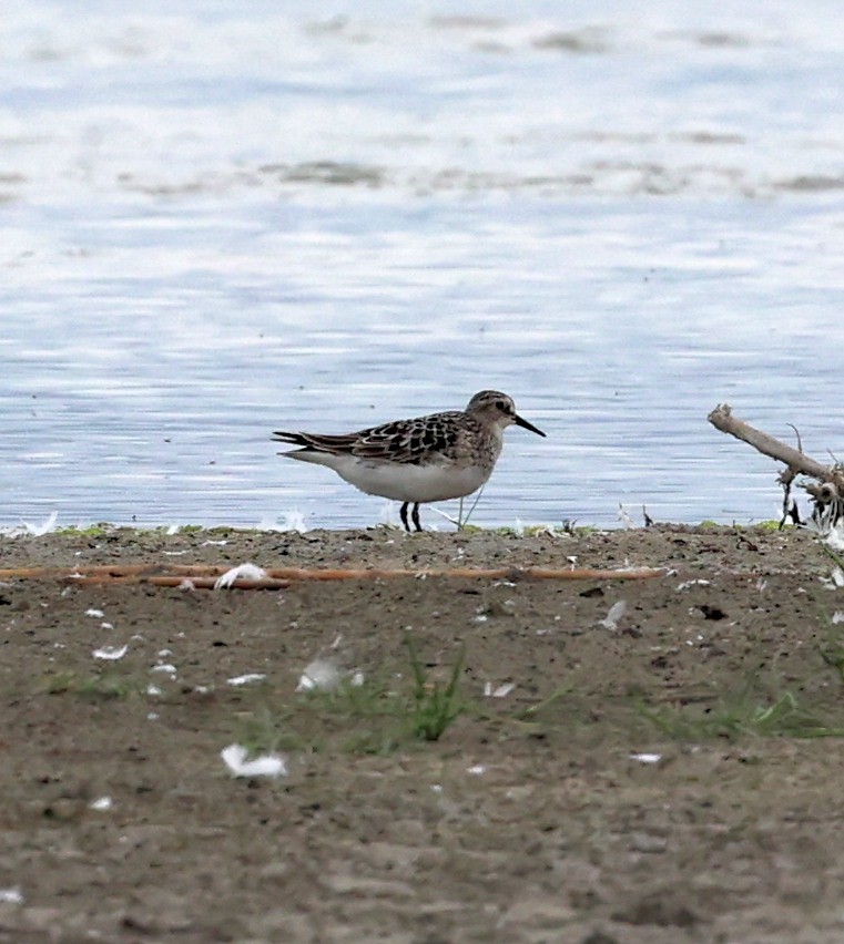 Baird's Sandpiper - ML471957431