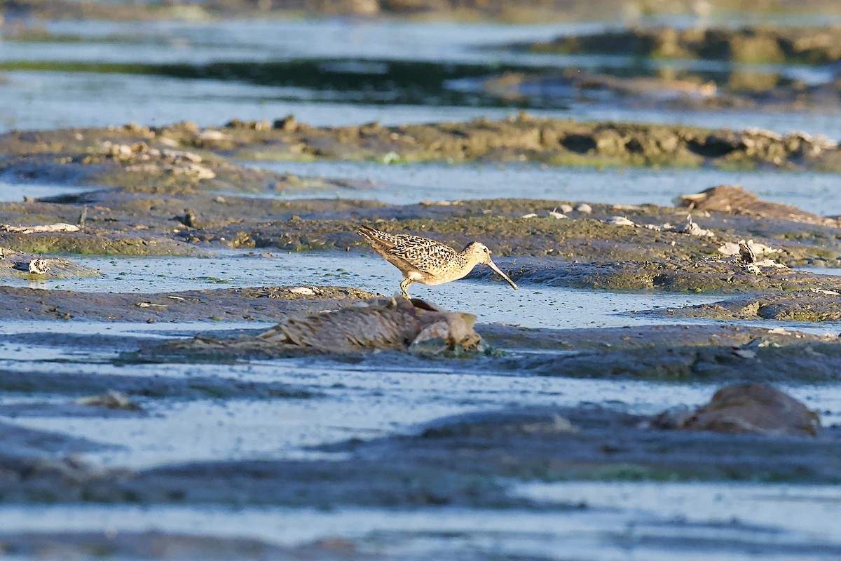 Short-billed Dowitcher (hendersoni) - ML471958311