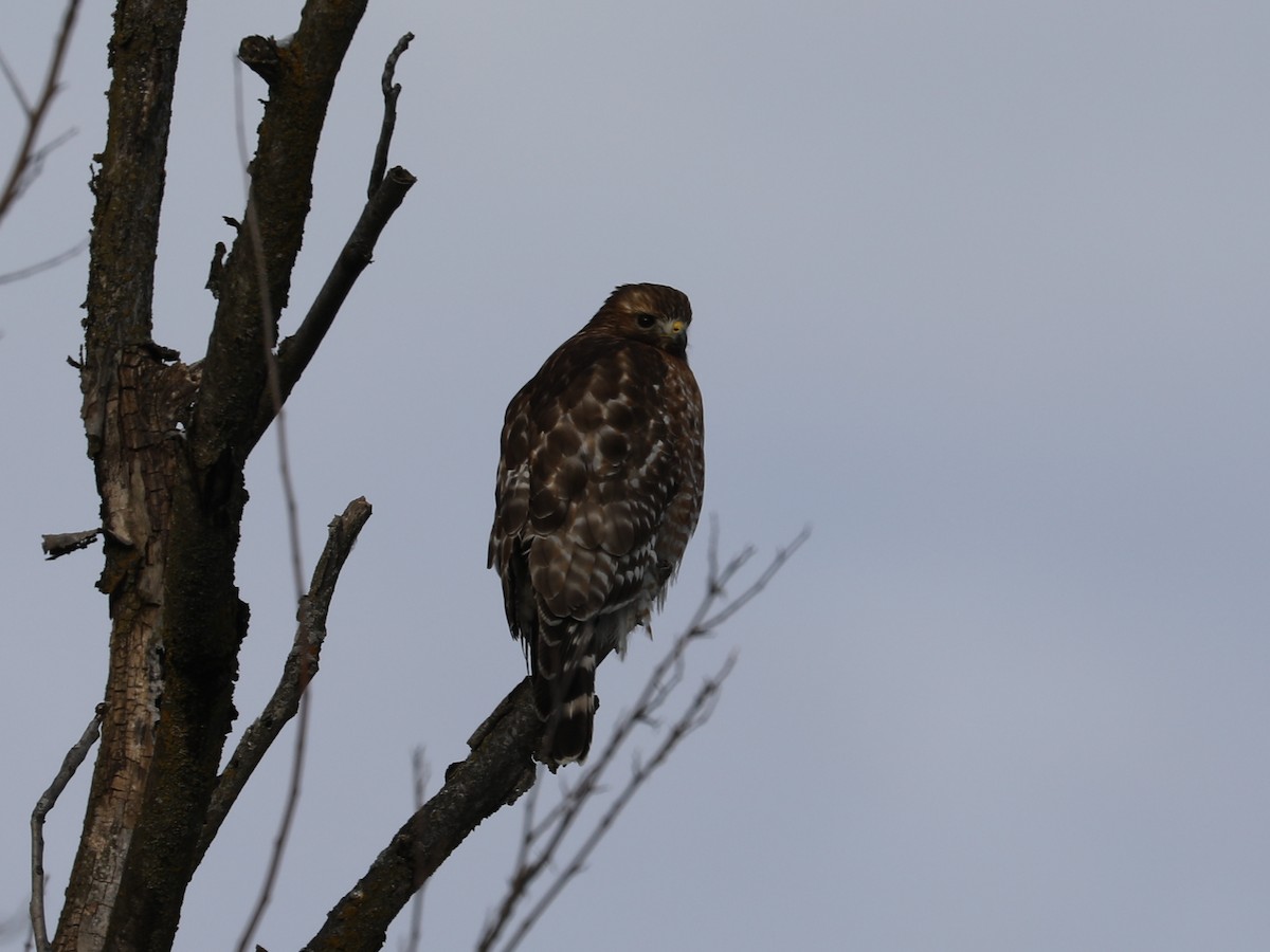 Red-shouldered Hawk - Daniel Hinnebusch