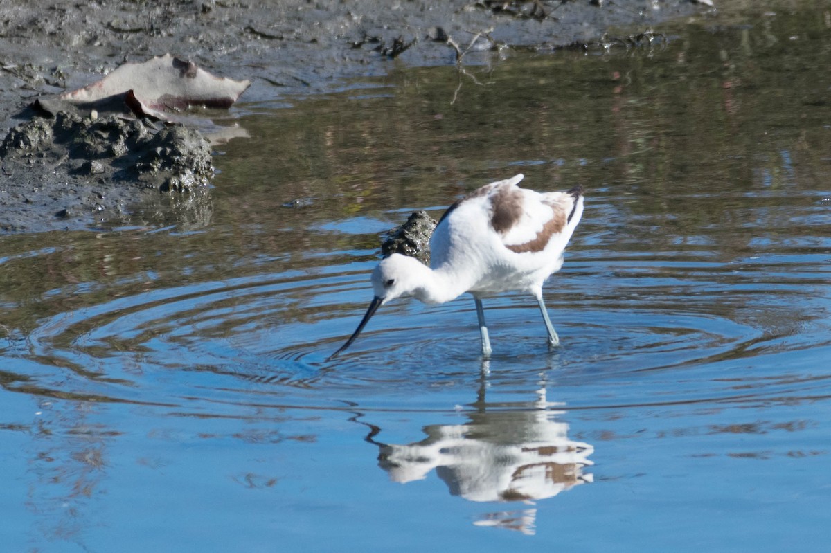 American Avocet - Stephen Lester