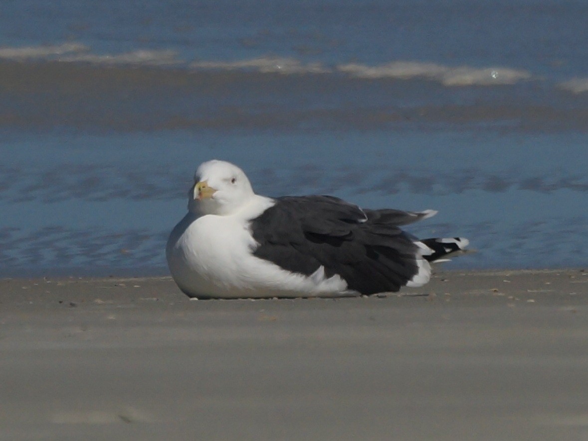 Great Black-backed Gull - ML47196011