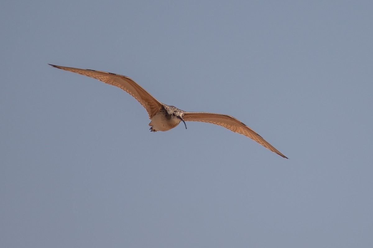 Long-billed Curlew - ML471960281