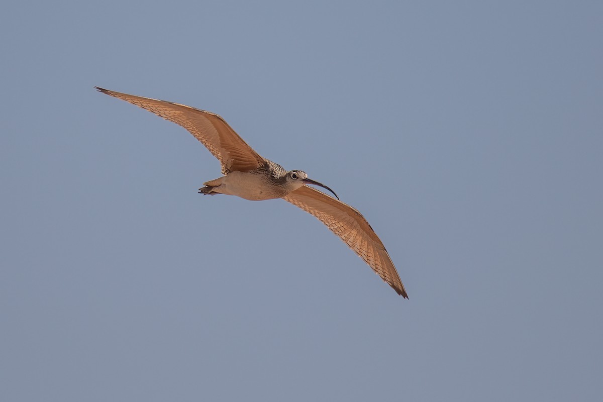 Long-billed Curlew - ML471960311