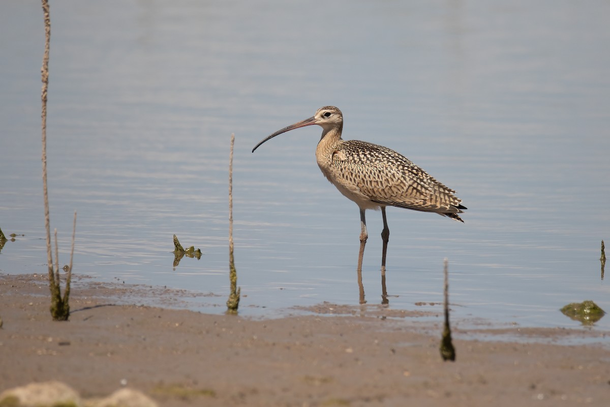 Long-billed Curlew - Bryan Box