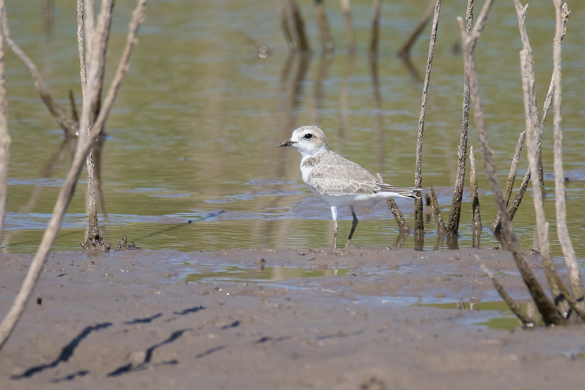 Snowy Plover - Bryan Box