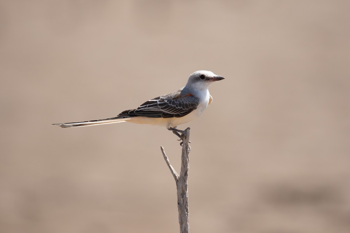 Scissor-tailed Flycatcher - Bryan Box