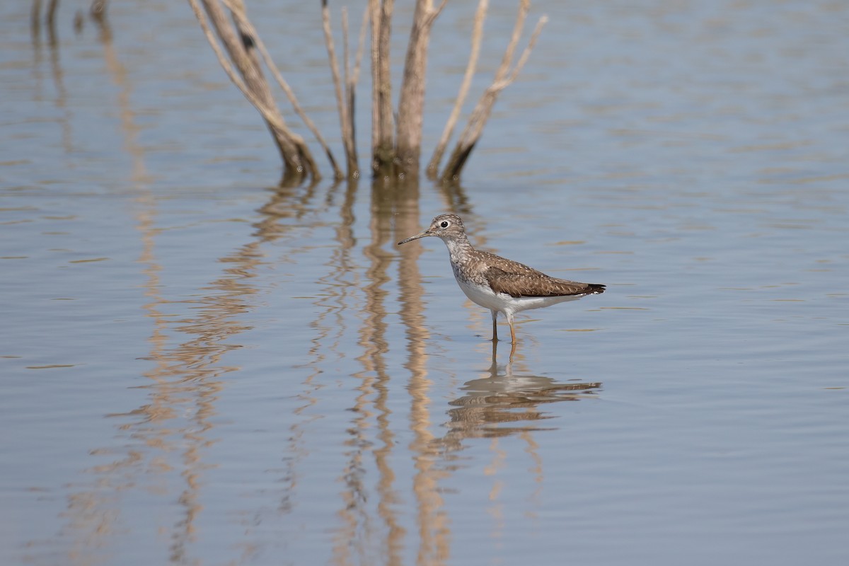 Solitary Sandpiper - ML471960681