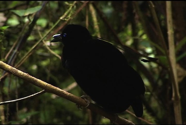 Lawes's Parotia - ML471961