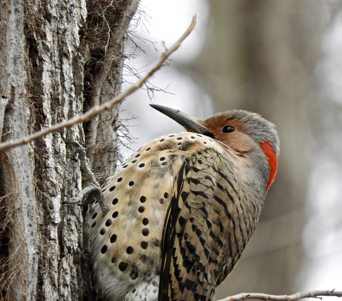 Northern Flicker - ML47196121