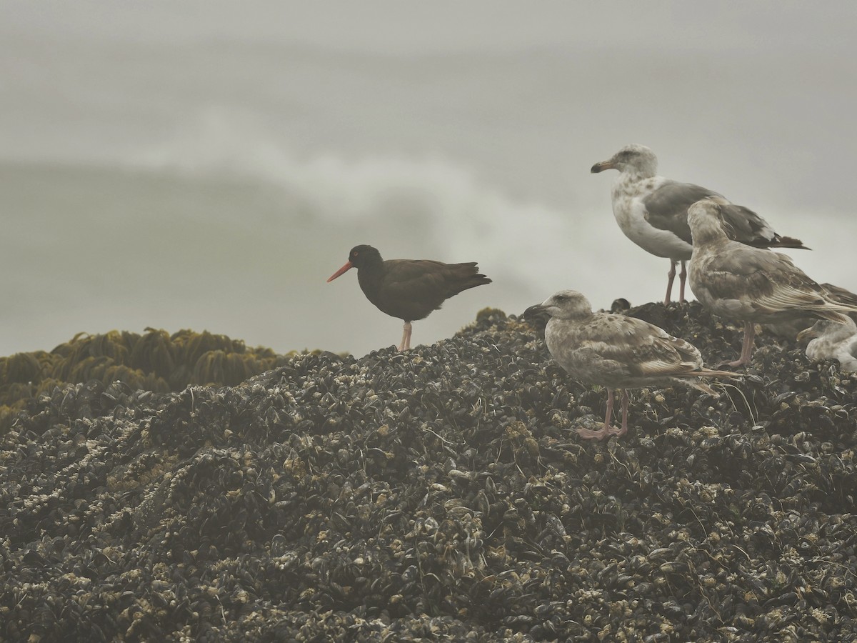 Black Oystercatcher - ML471961861