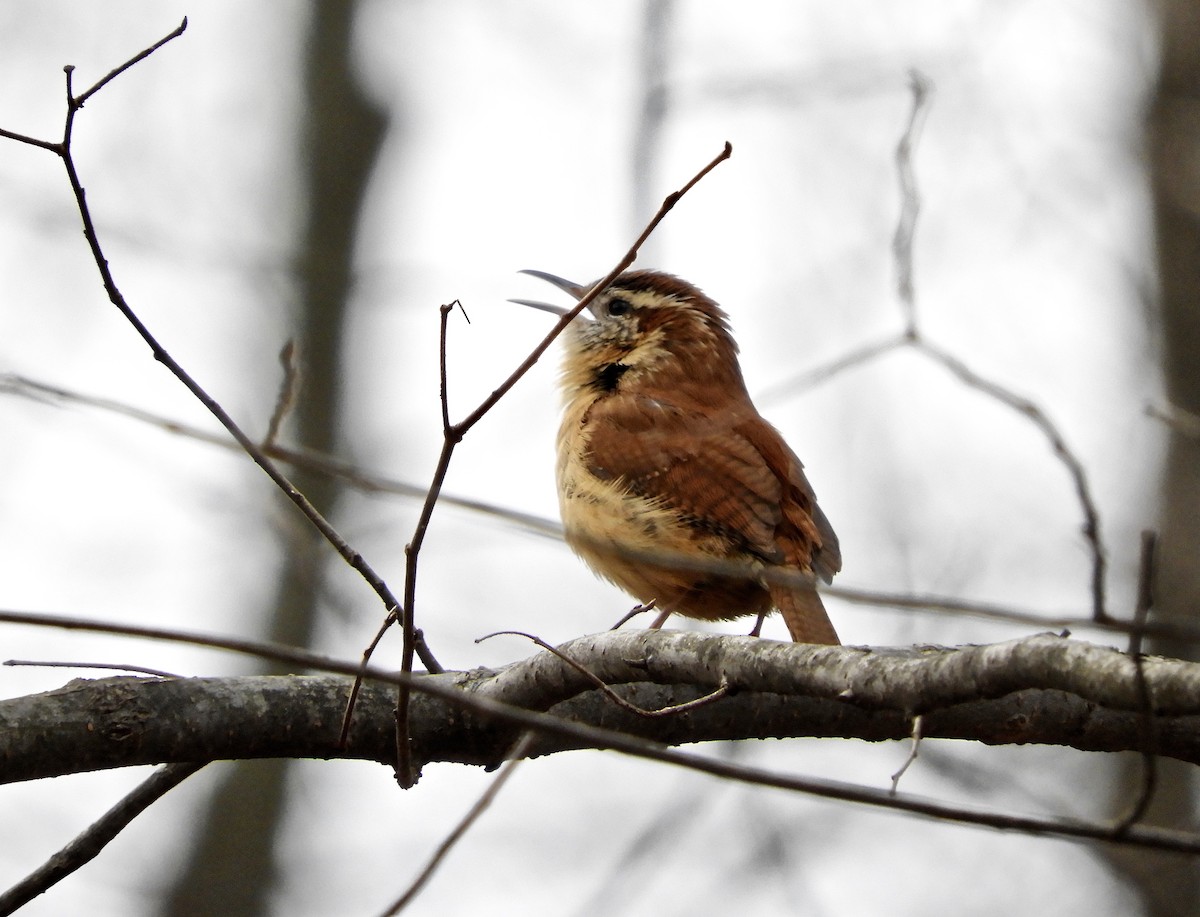 Carolina Wren - ML47196301