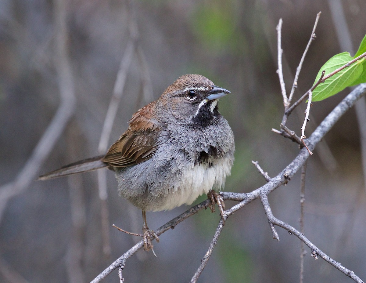 Five-striped Sparrow - ML471963431