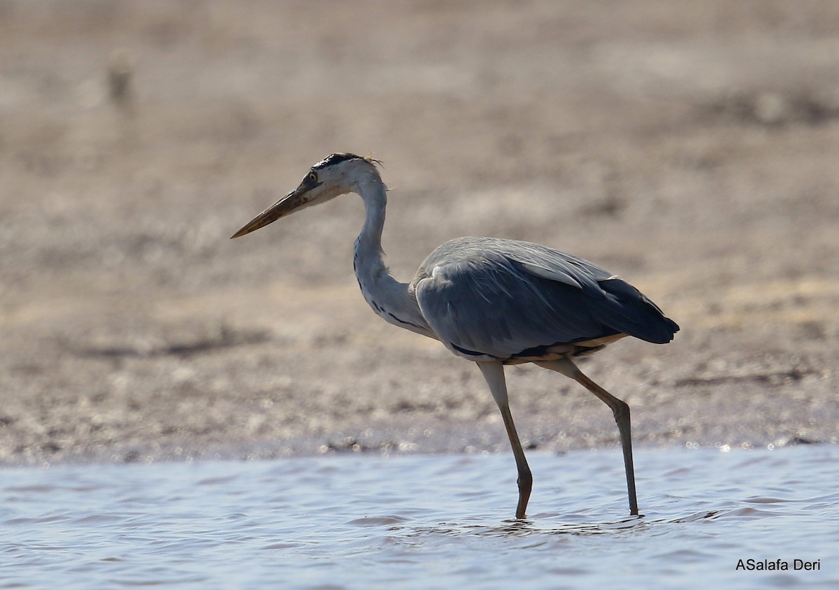 Gray Heron (Madagascar) - ML471964641