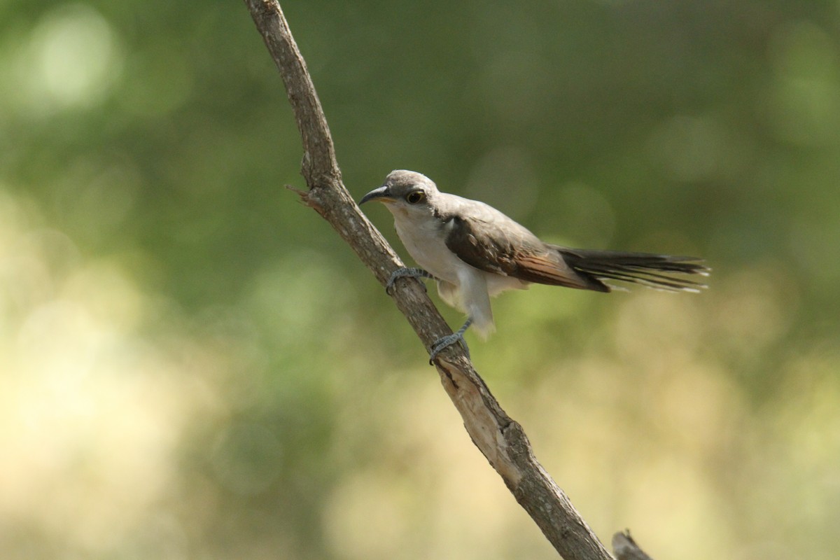 Yellow-billed Cuckoo - Charles Vickers