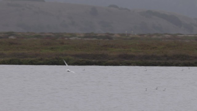 Elegant Tern - ML471965321