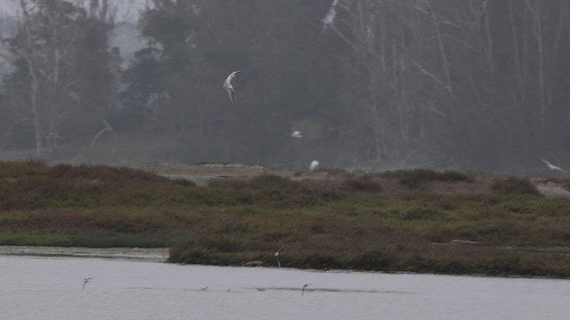 Elegant Tern - ML471965331