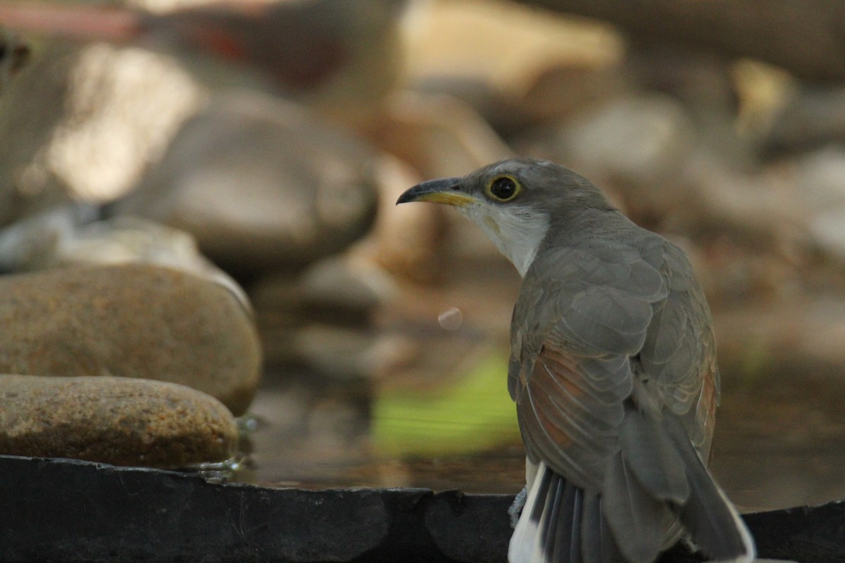 Yellow-billed Cuckoo - Charles Vickers