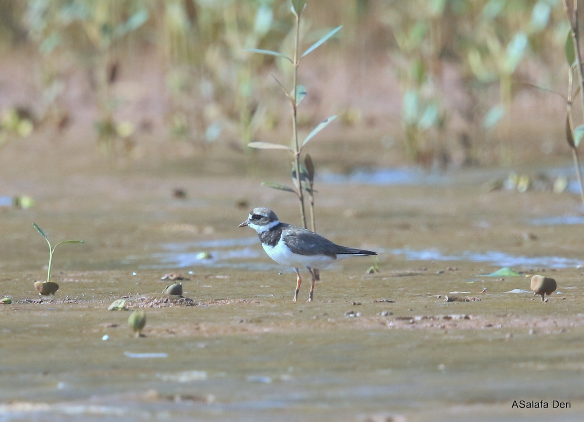 Common Ringed Plover - Fanis Theofanopoulos (ASalafa Deri)