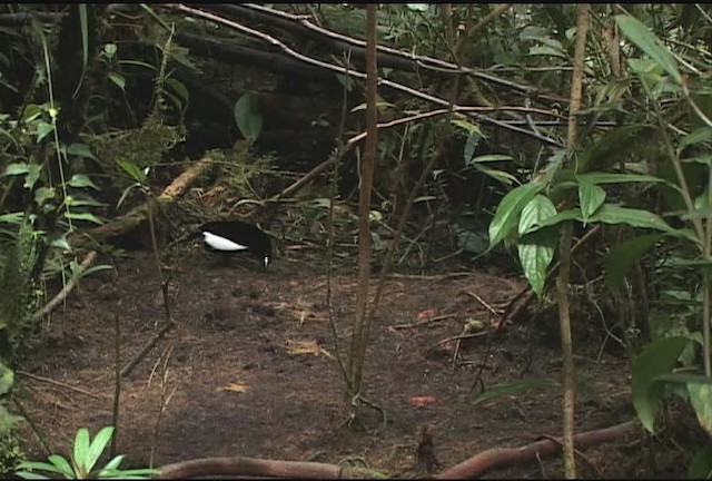 Carola's Parotia - ML471967