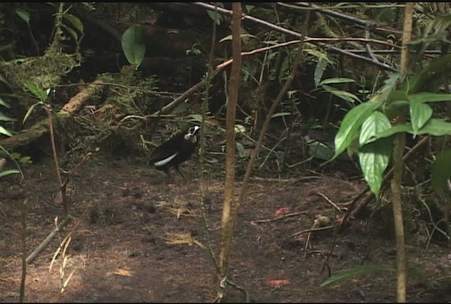 Carola's Parotia - ML471968