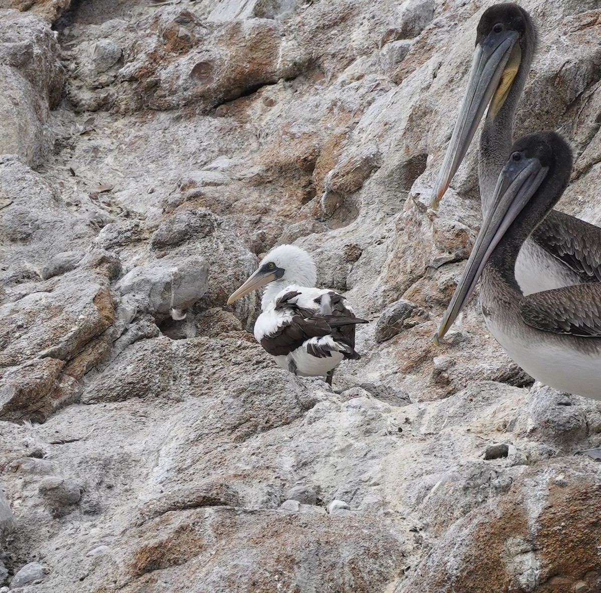 Nazca Booby - ML471968141