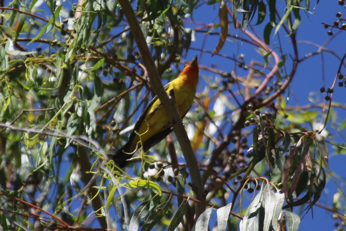 Western Tanager - ML471968361