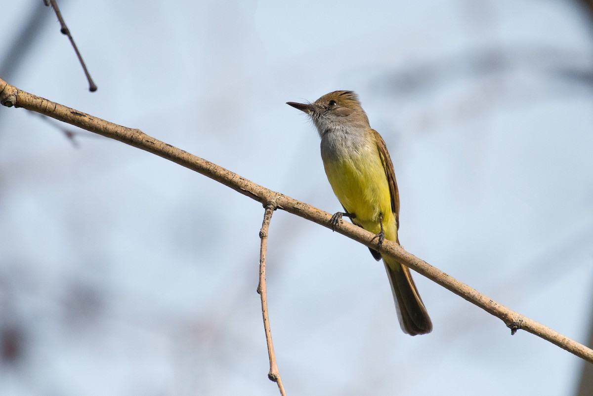 Dusky-capped Flycatcher - ML47196871