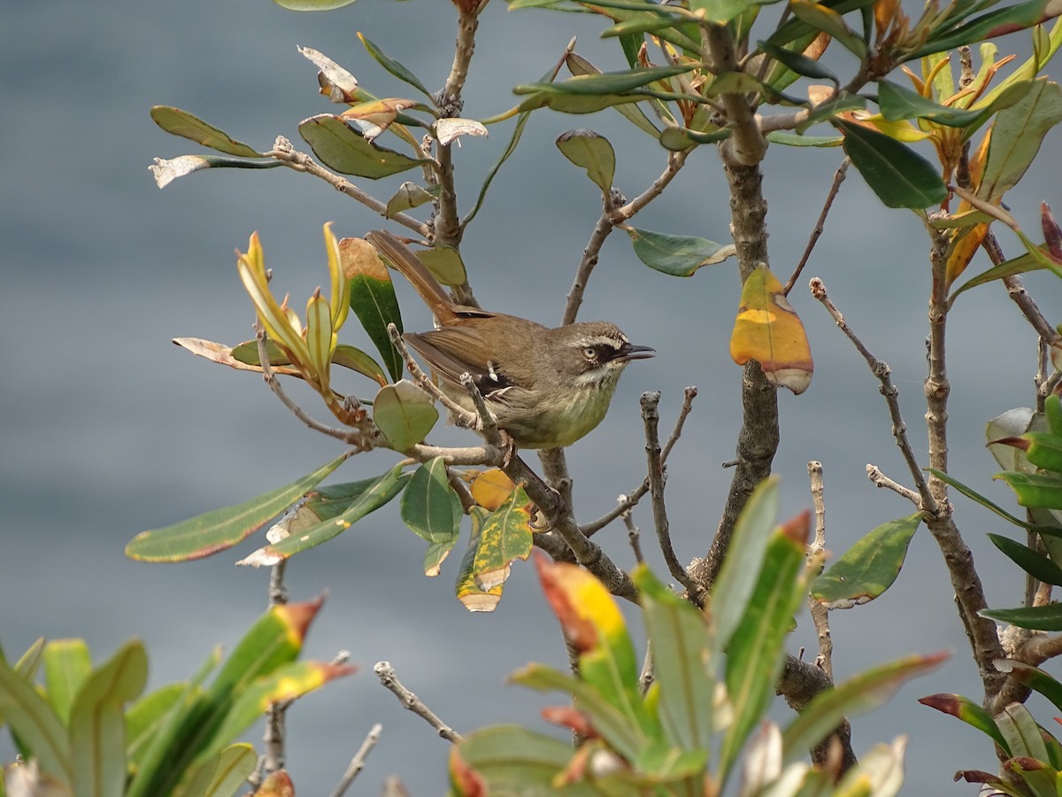 White-browed Scrubwren - ML471970241