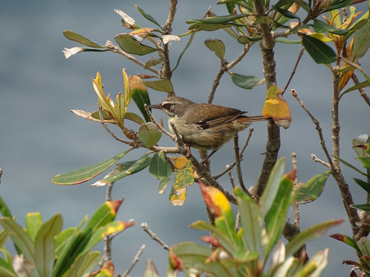 White-browed Scrubwren - ML471970261
