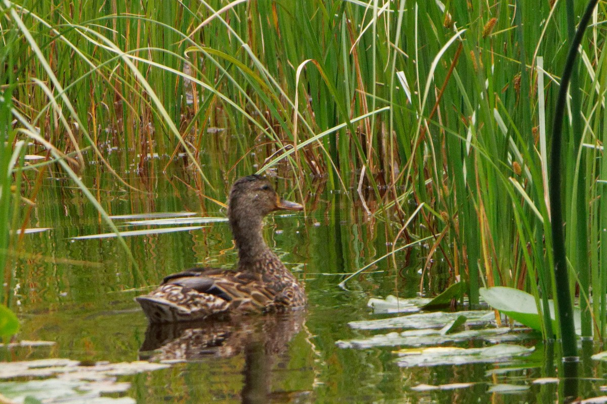 Canard colvert - ML471970591