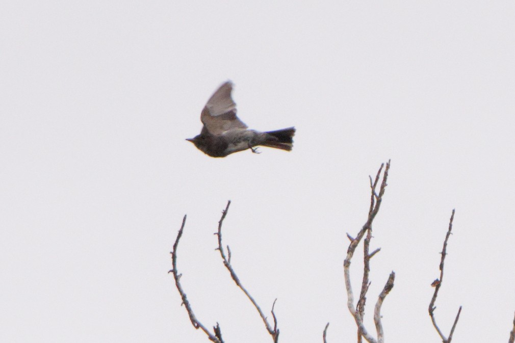 Olive-sided Flycatcher - ML471970641