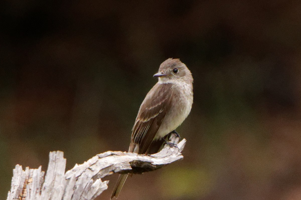 Western Wood-Pewee - ML471970681