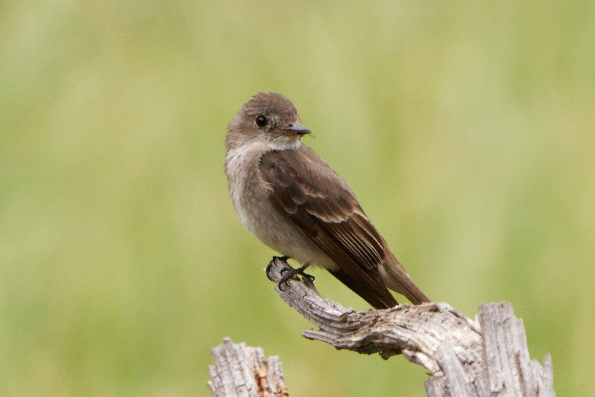 Western Wood-Pewee - ML471970791