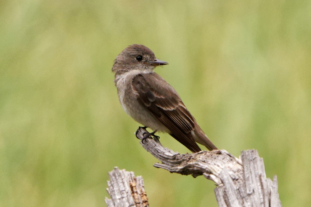 Blasskehl-Schnäppertyrann - ML471970821