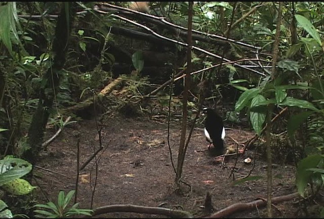 Carola's Parotia - ML471971