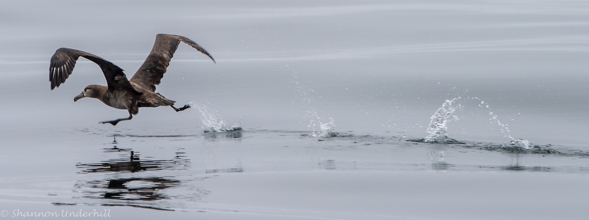 Black-footed Albatross - Shannon Underhill