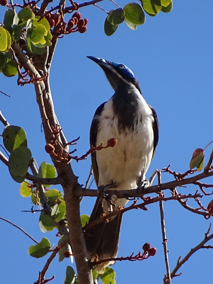 Blue-faced Honeyeater - ML471972451