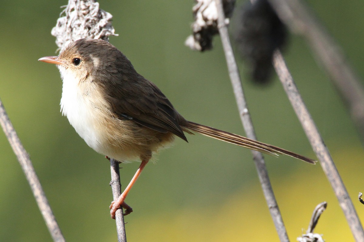 Red-backed Fairywren - ML471972481