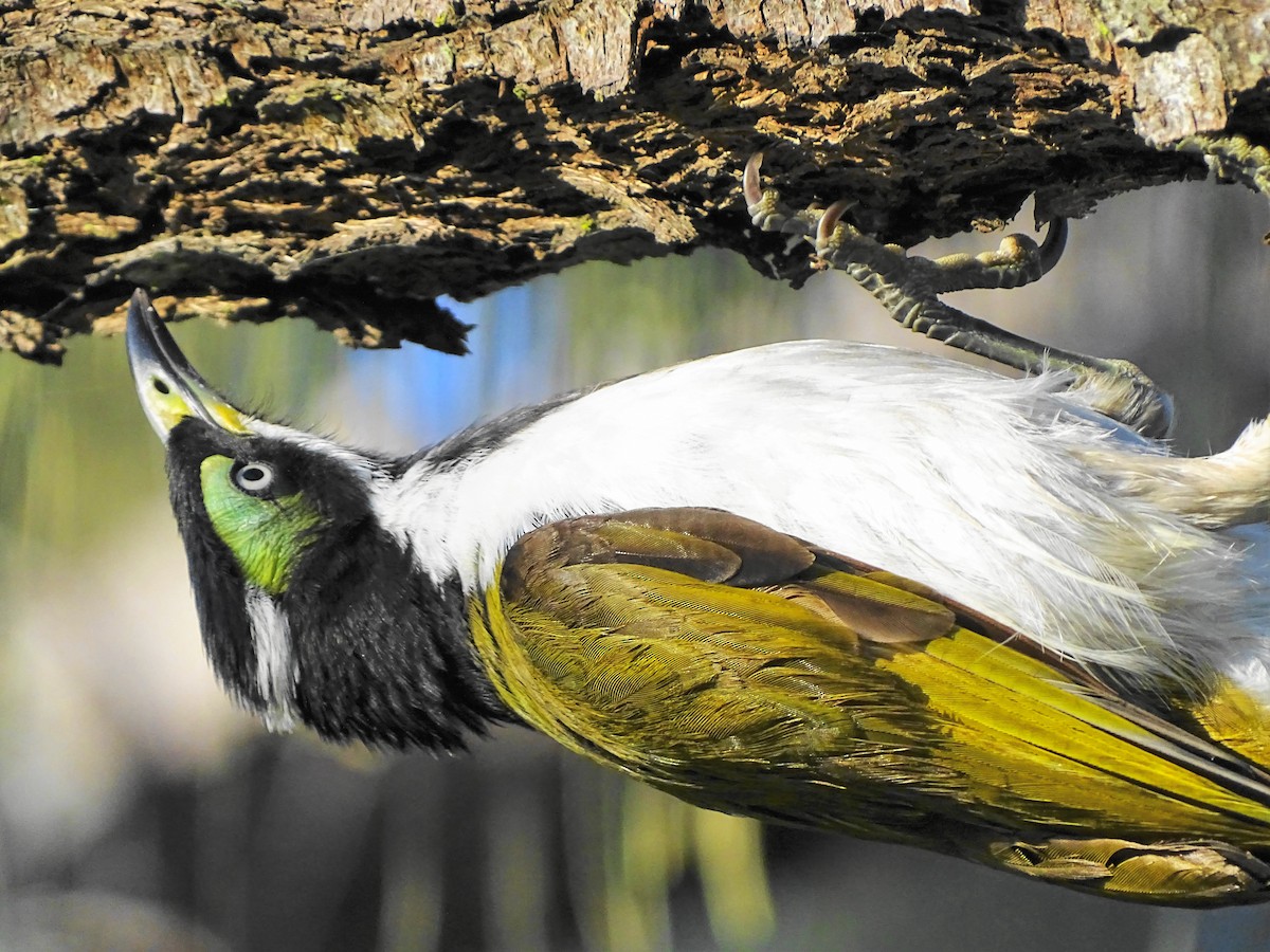 Blue-faced Honeyeater - ML471972491