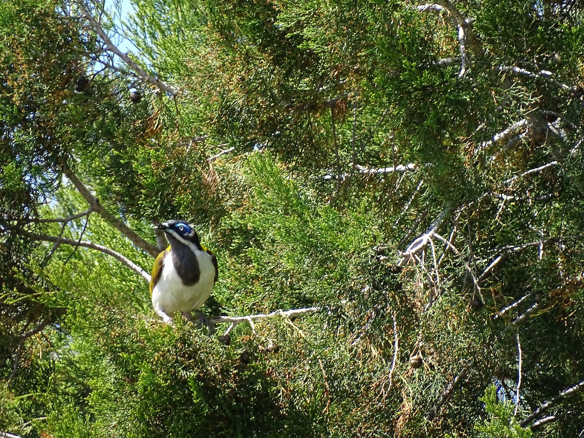 Blue-faced Honeyeater - ML471972501