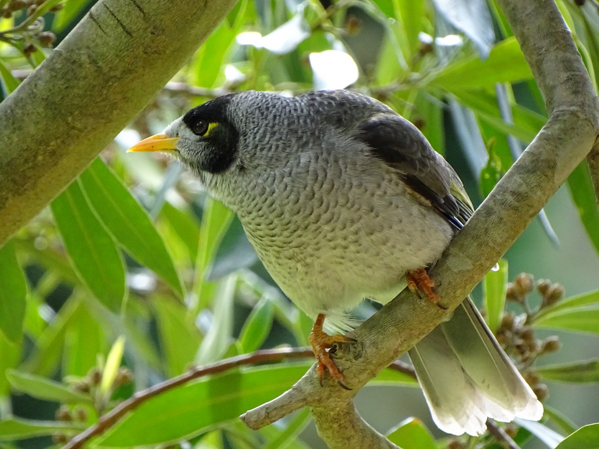 Noisy Miner - ML471972711