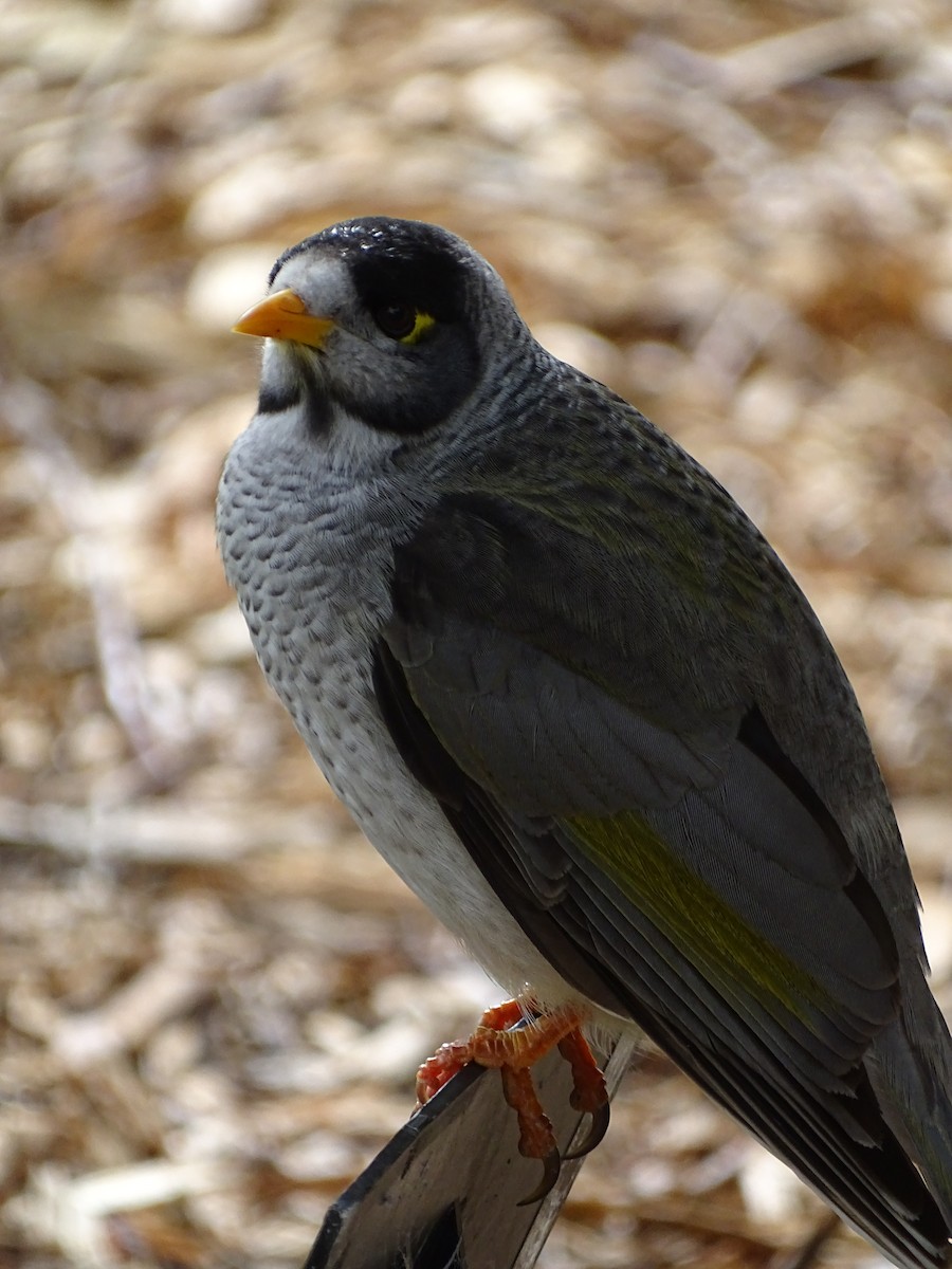 Noisy Miner - ML471972731