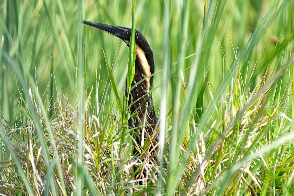 Black Bittern - ML471972801