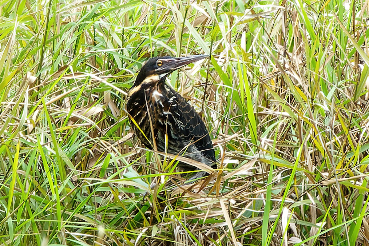 Black Bittern - ML471972841