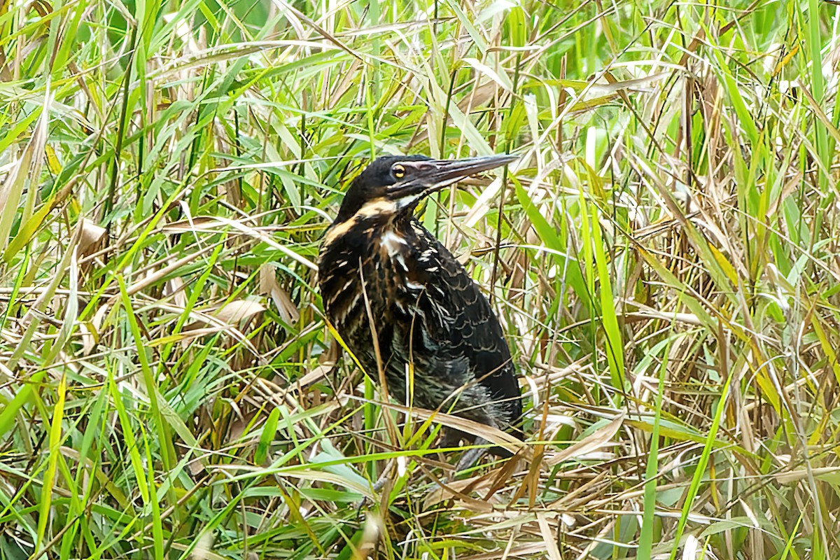 Black Bittern - ML471972851