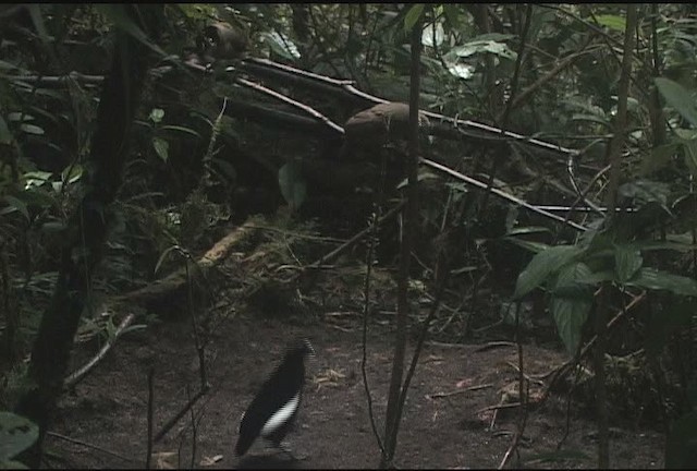 Carola's Parotia - ML471973