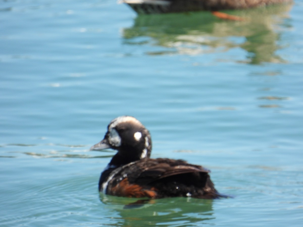 Harlequin Duck - ML471973131