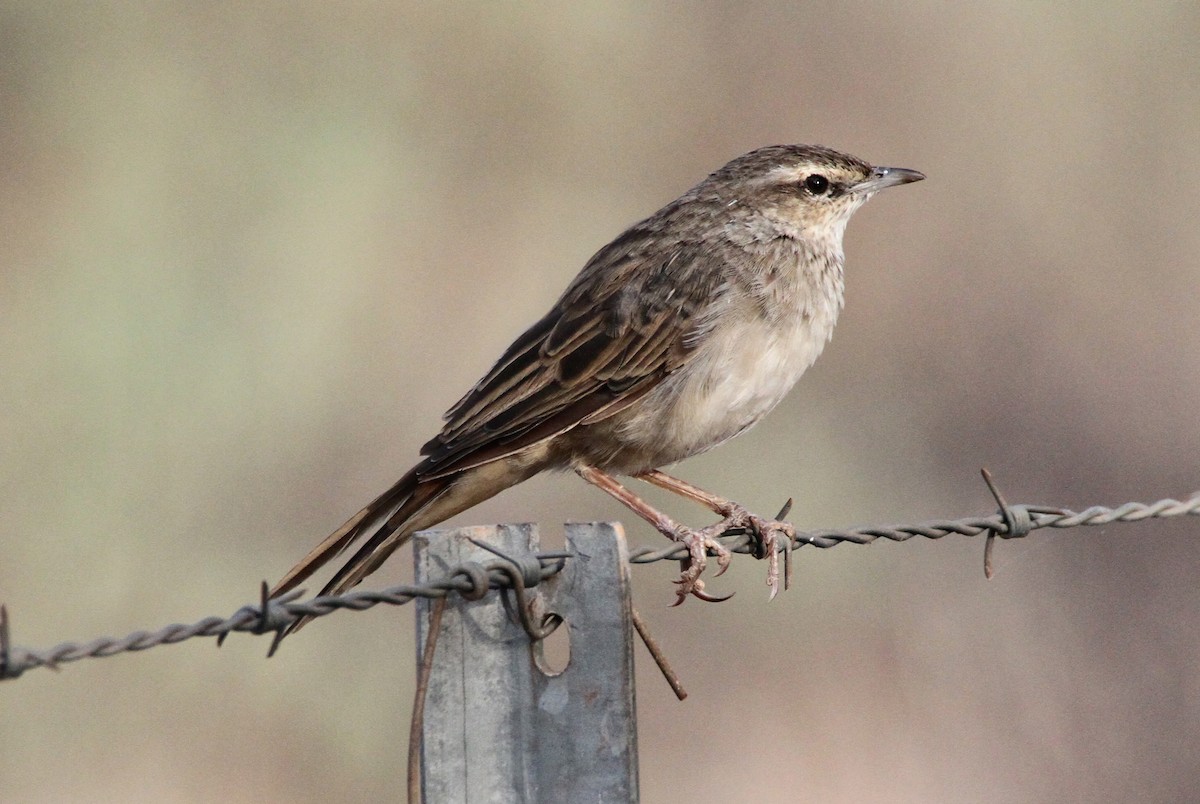 Rufous Songlark - ML471973211