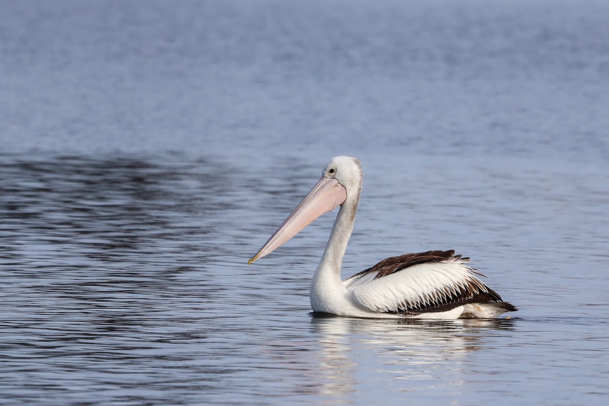 Australian Pelican - Richard and Margaret Alcorn