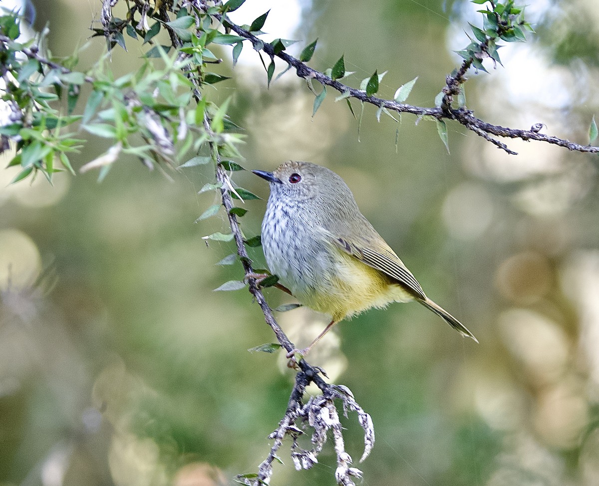 Brown Thornbill - Allan Johns